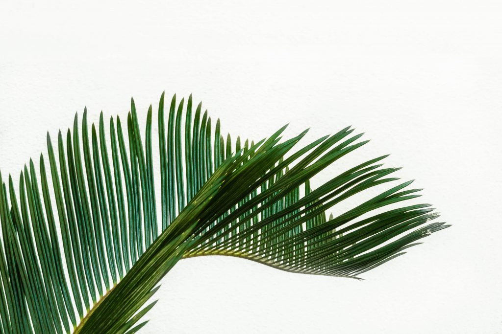 a palm leaf against the sky in montverde