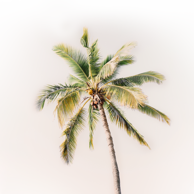 Palm Tree Background responsive Palm Tree Background responsive