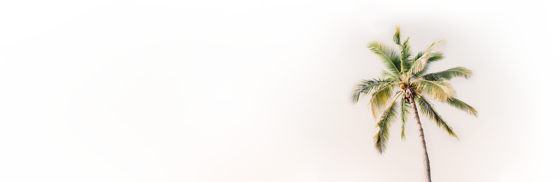 Palm Tree Background Palm Tree Background